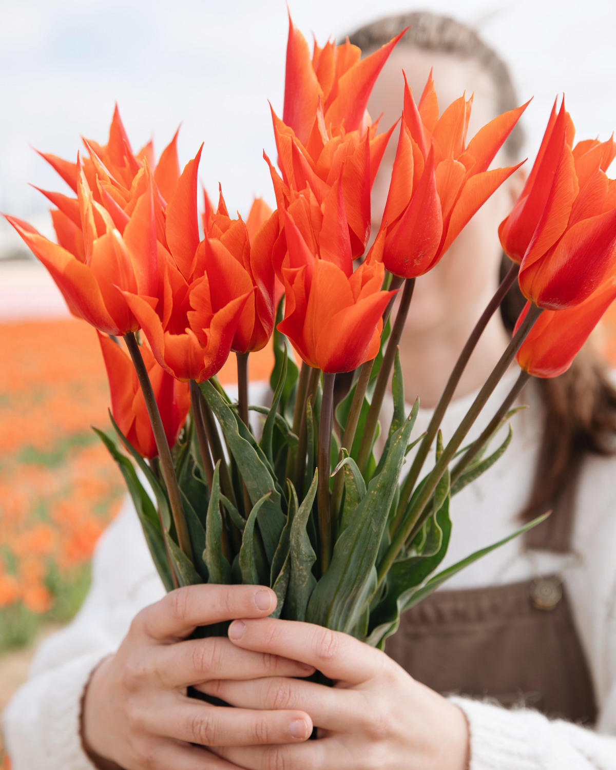 Tulp 'Ballerina' BIO (8 stuks)