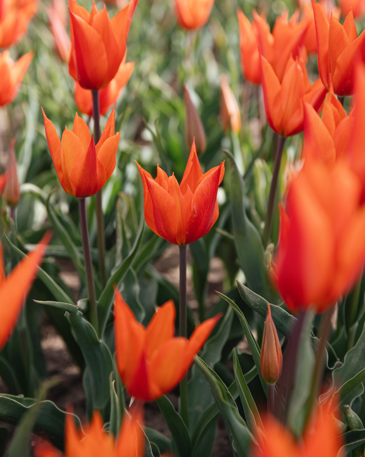 Tulp 'Ballerina' BIO (8 stuks)