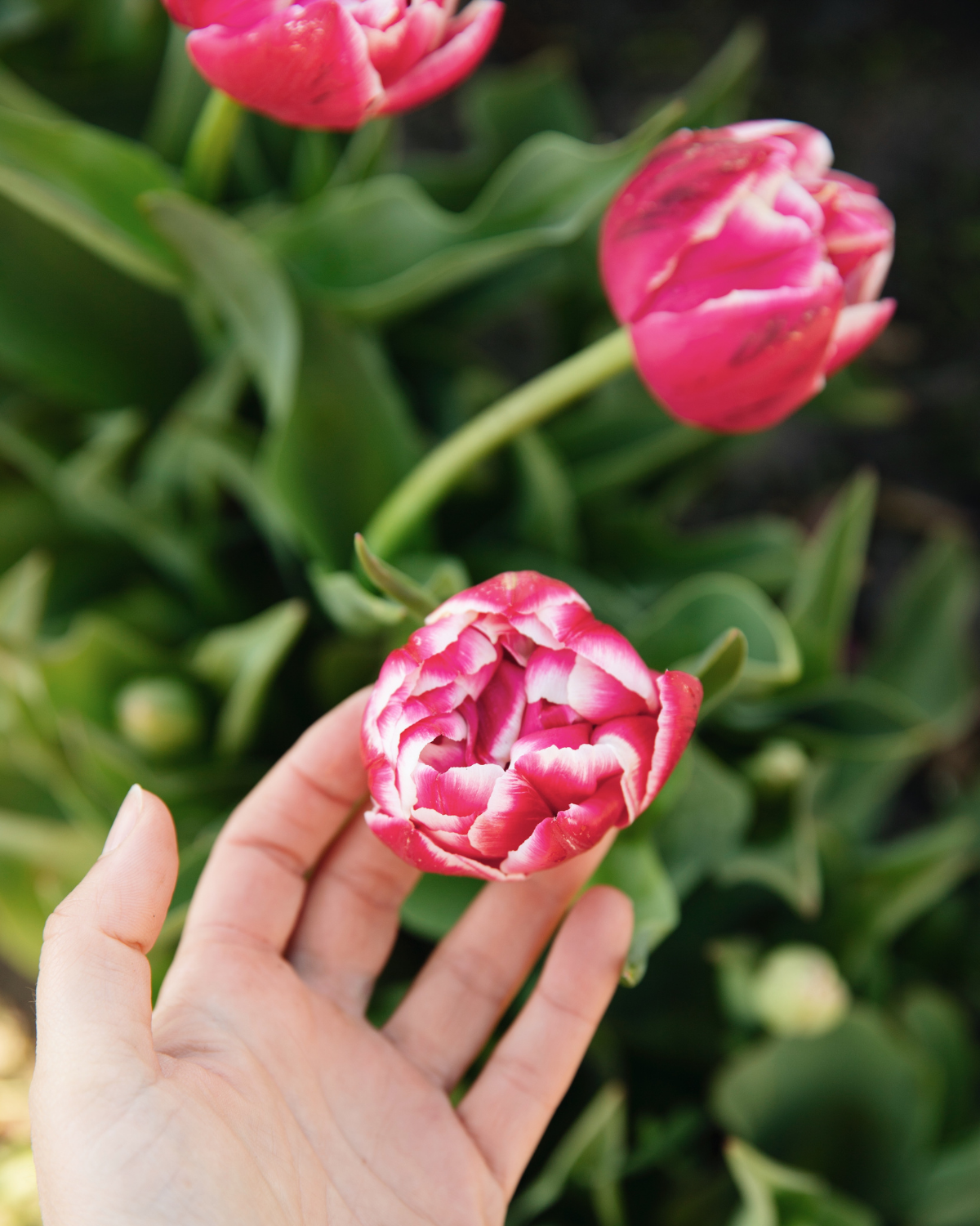 Tulp 'Columbus' BIO (8 stuks)