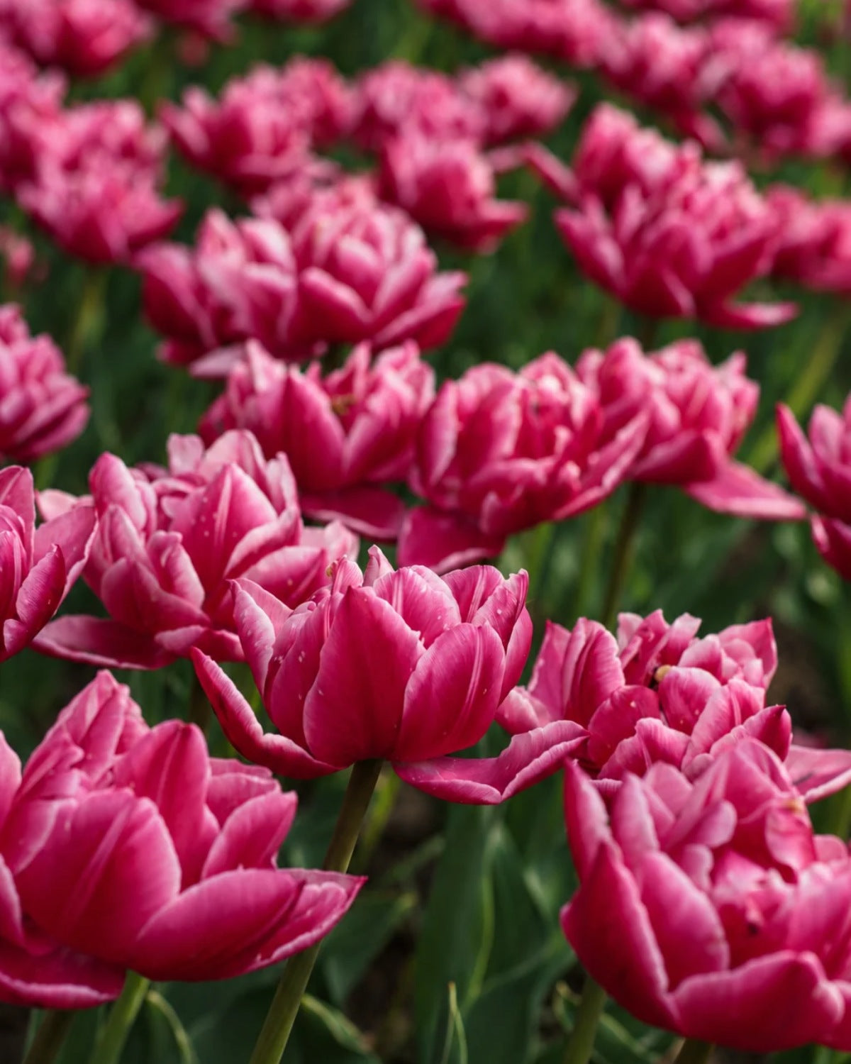 Tulp Columbus, veld vol gevulde dieproze tulpen met een witte rand langs elk bloemblad