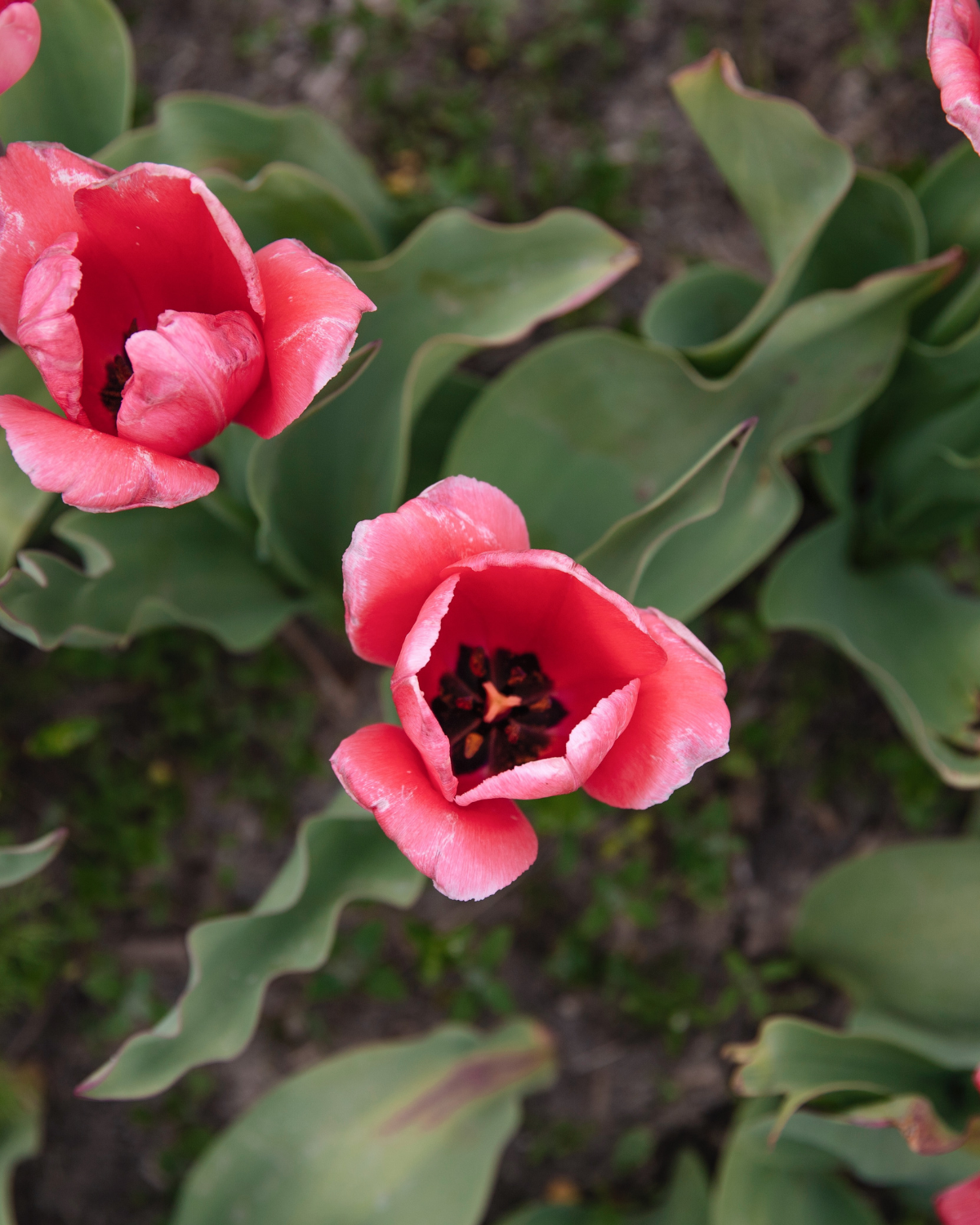 Tulp 'Design Impression' BIO (8 stuks)