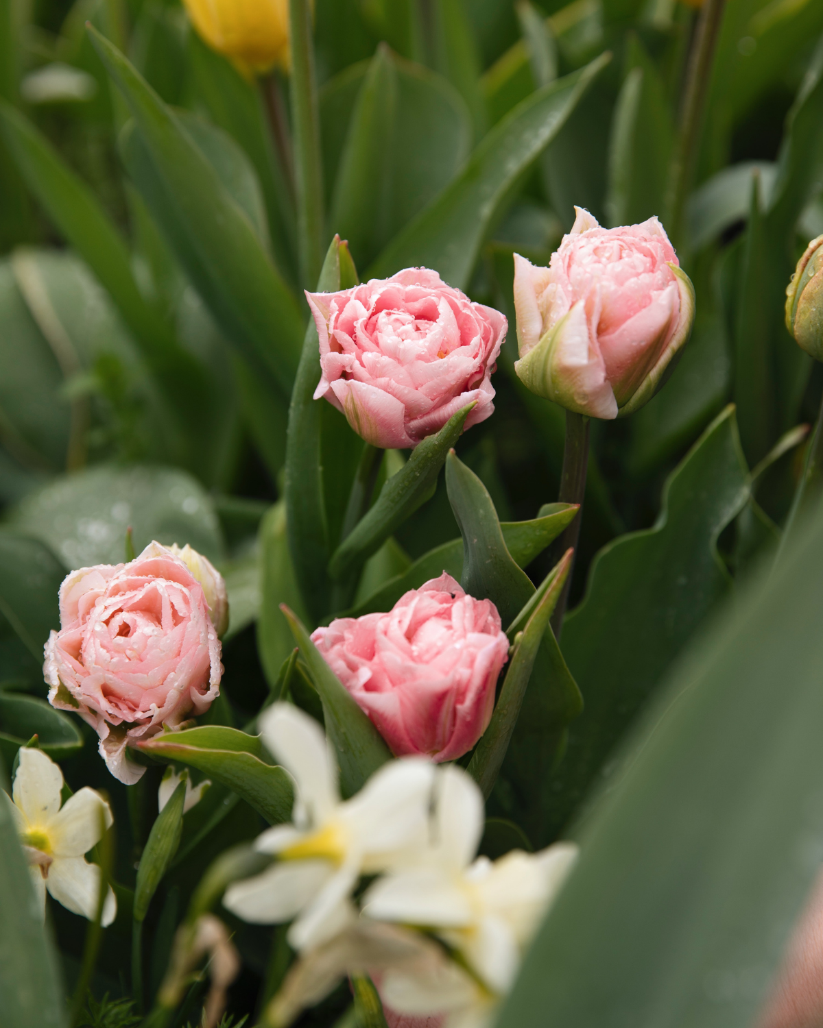 Tulp 'Dreamer' BIO (8 stuks)