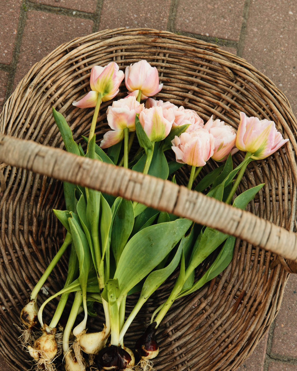 Tulp 'Dreamer' BIO (8 stuks)