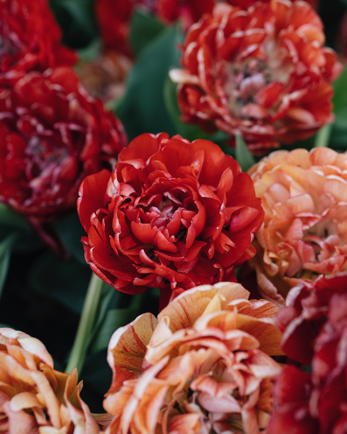 Tulp 'Gudoshnik Double' BIO (8 stuks)