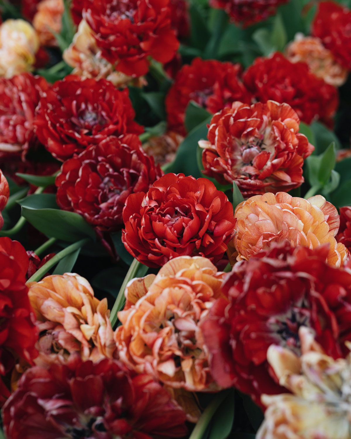 Tulp 'Gudoshnik Double' BIO (8 stuks)