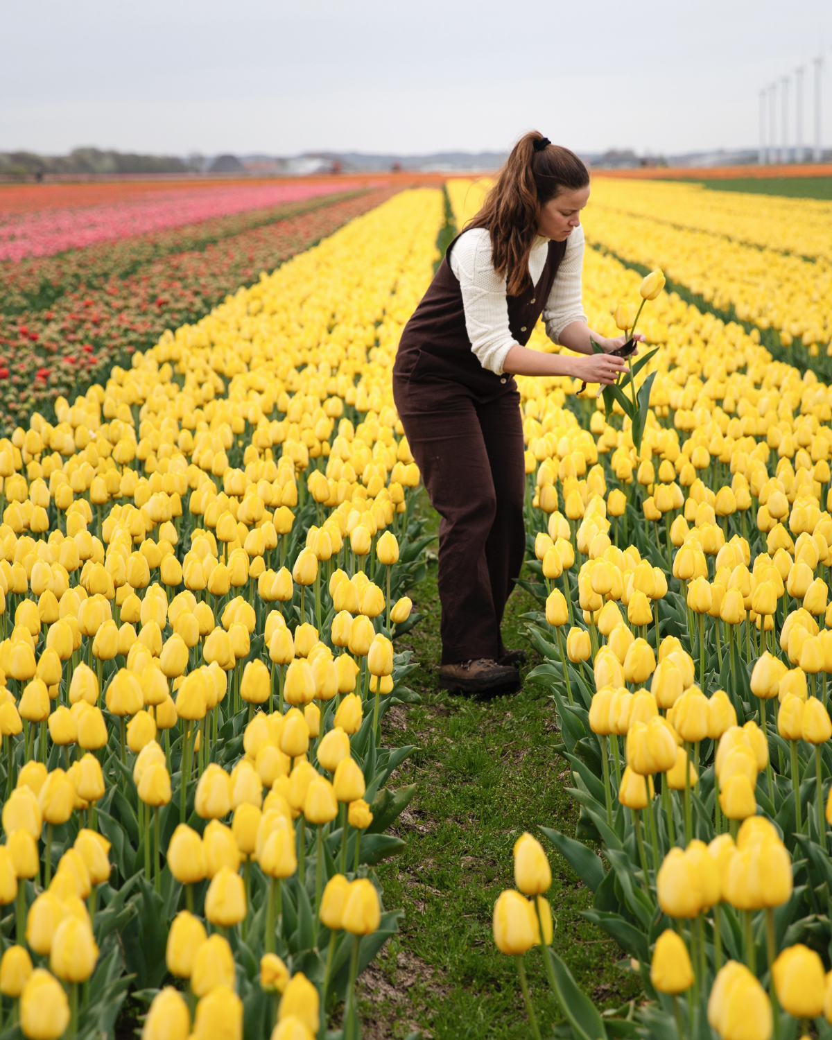 Tulp 'Novi Sun' BIO (8 stuks)