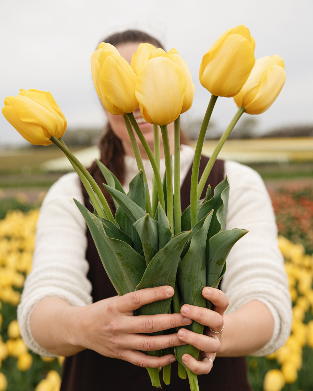 Tulp 'Novi Sun' BIO (8 stuks)
