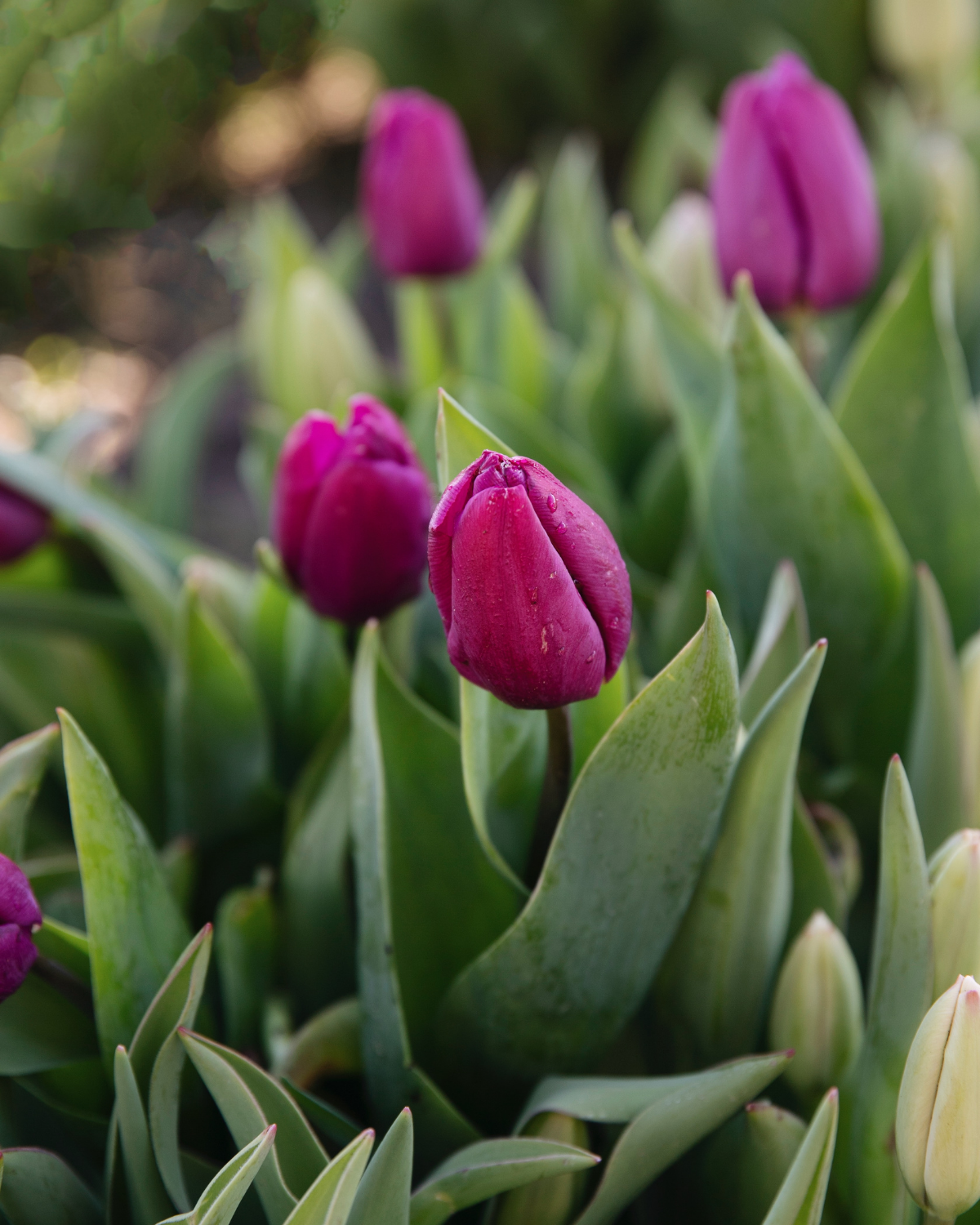 Tulp 'Purple Prince' BIO (8 stuks)