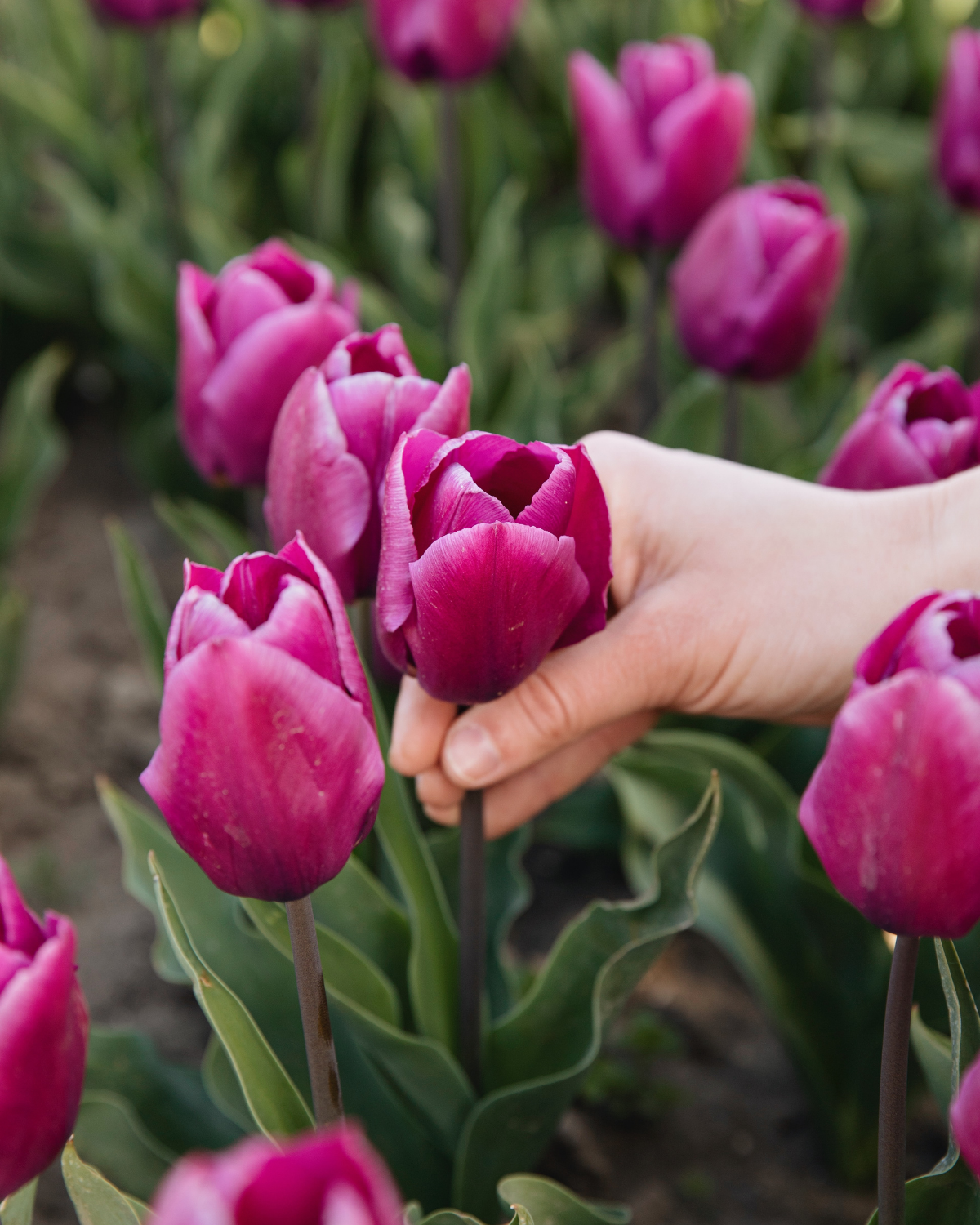 Tulp 'Purple Prince' BIO (8 stuks)