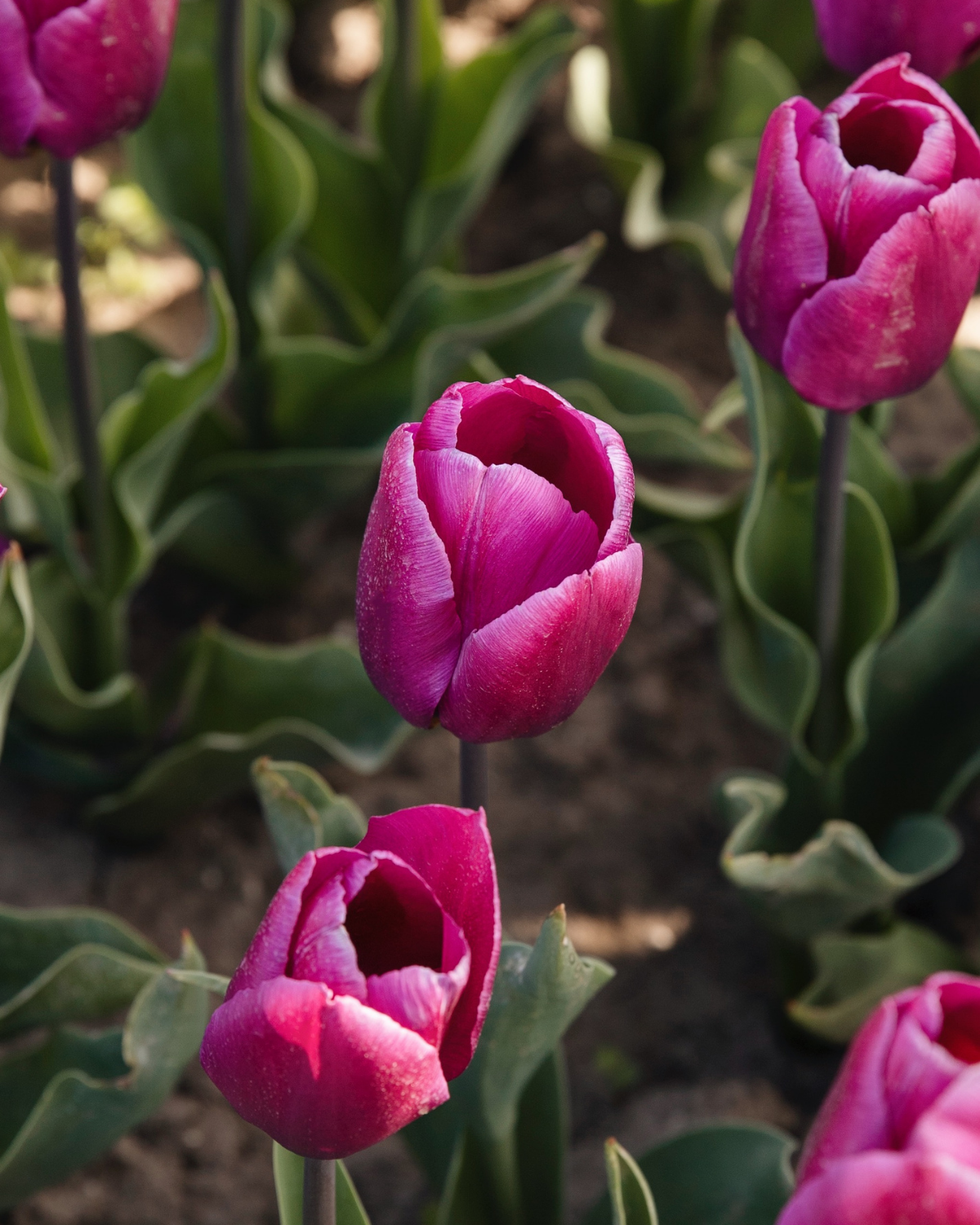 Tulp 'Purple Prince' BIO (8 stuks)