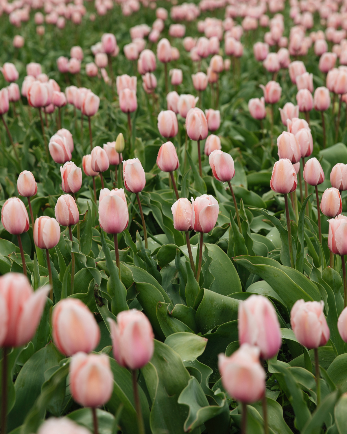 Tulp 'Salmon Impression' BIO (8 stuks)