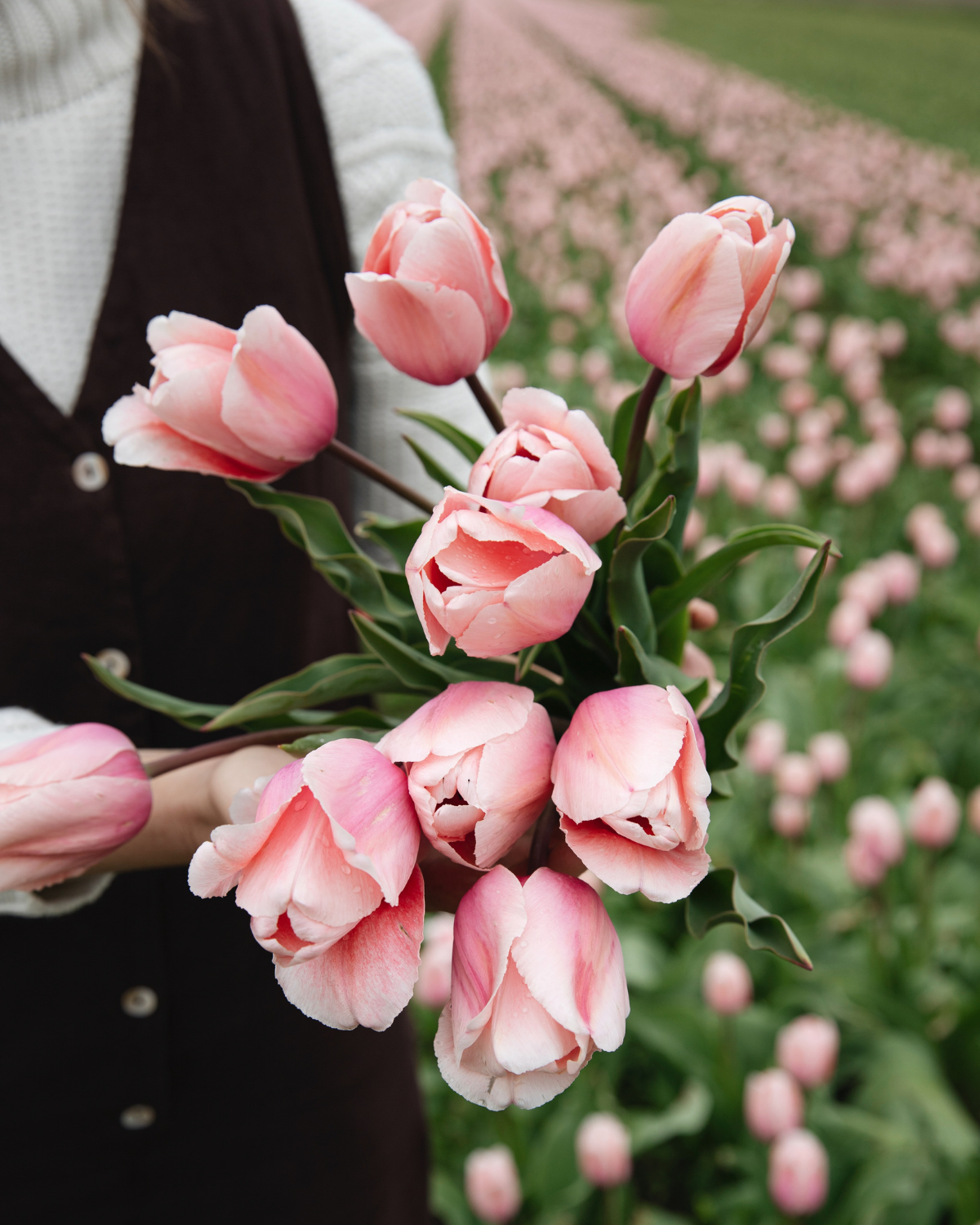 Tulp 'Salmon Impression' BIO (8 stuks)