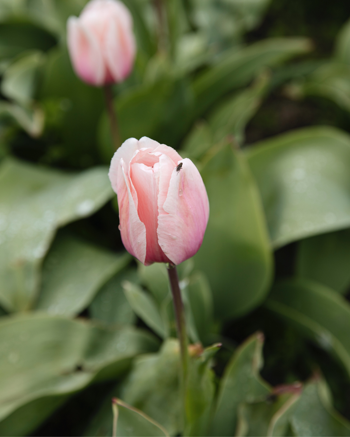 Tulp 'Salmon Impression' BIO (8 stuks)