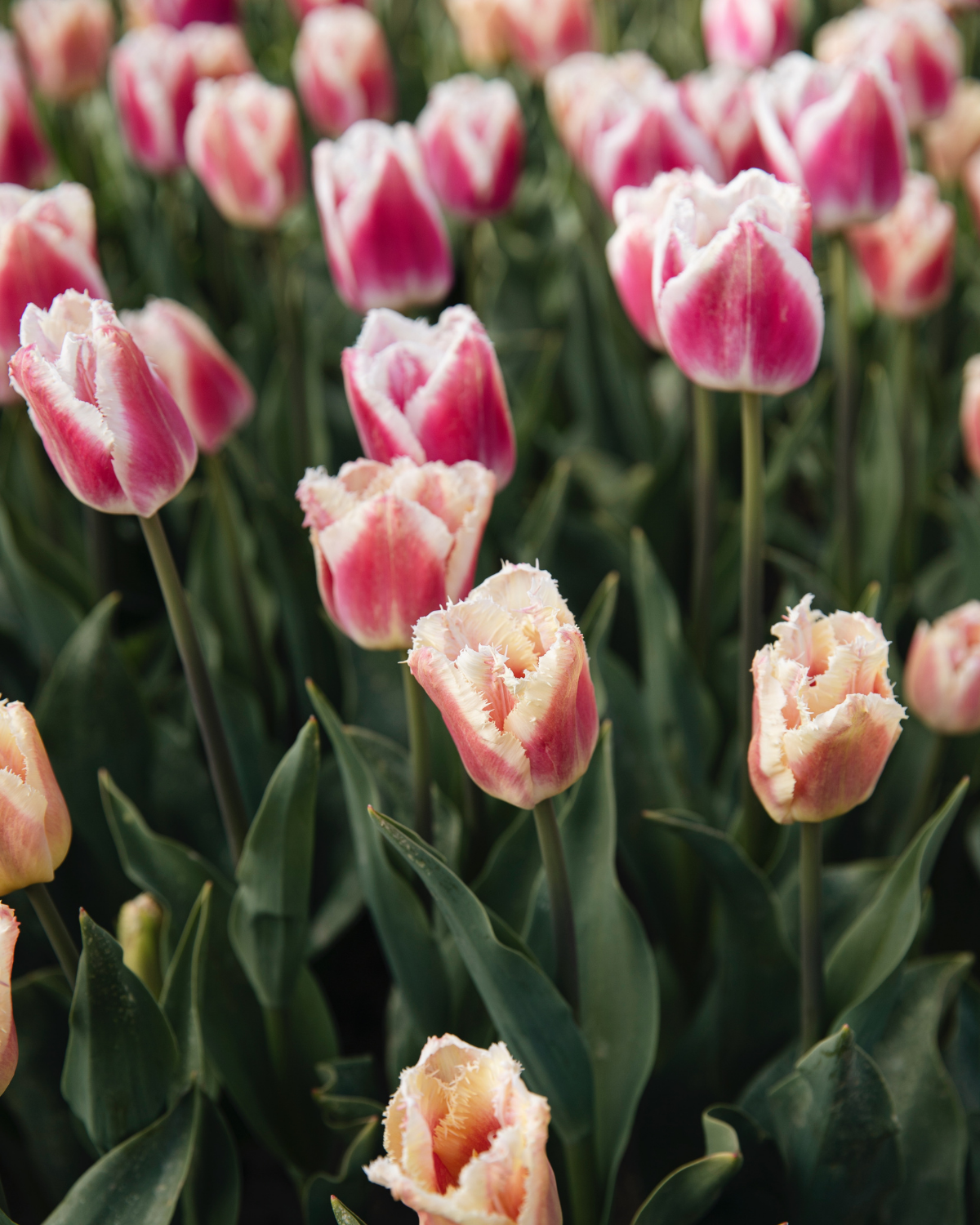 Tulp 'Siesta' BIO (8 stuks)