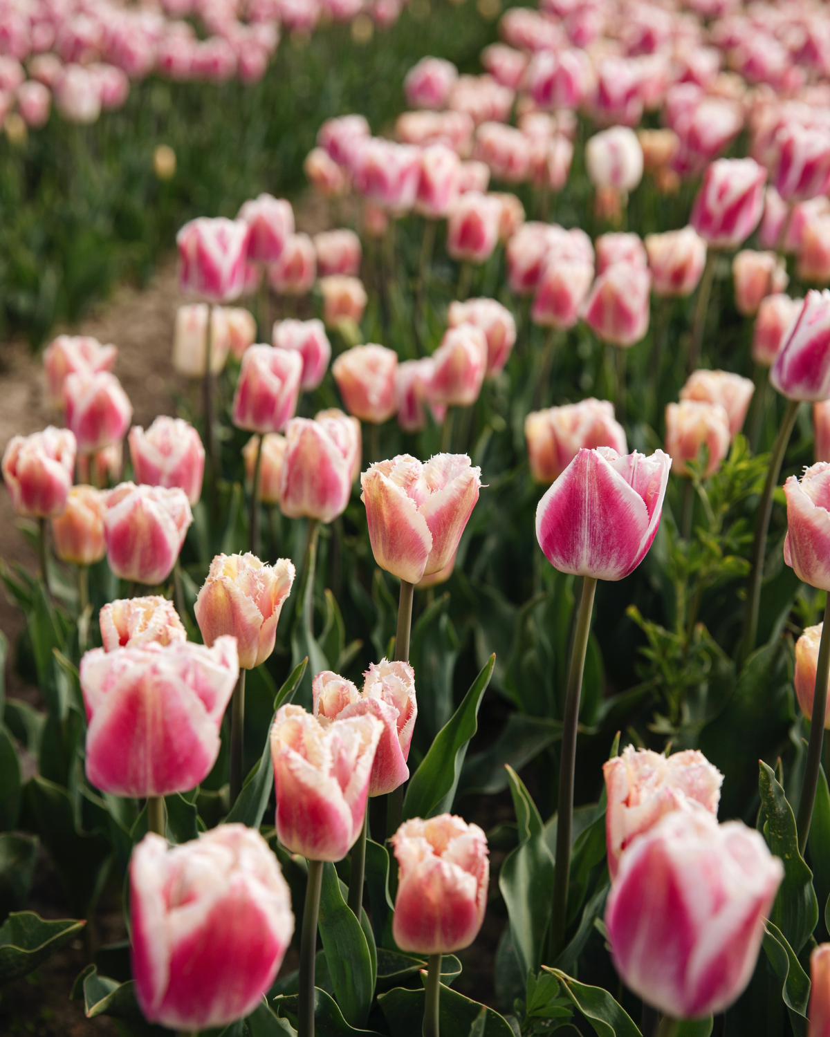Tulp 'Siesta' BIO (8 stuks)