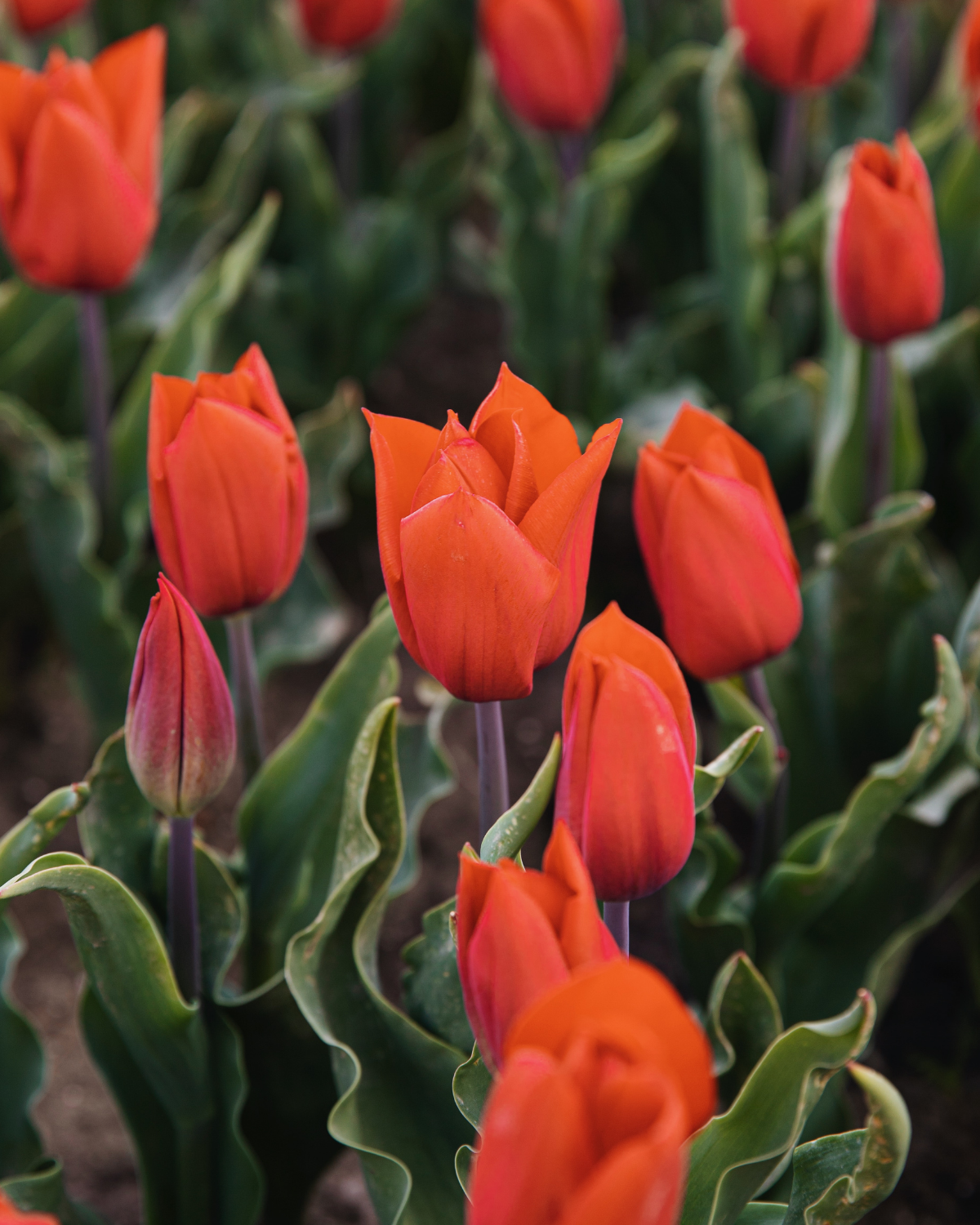 Tulp 'Strong Love' BIO (8 stuks)