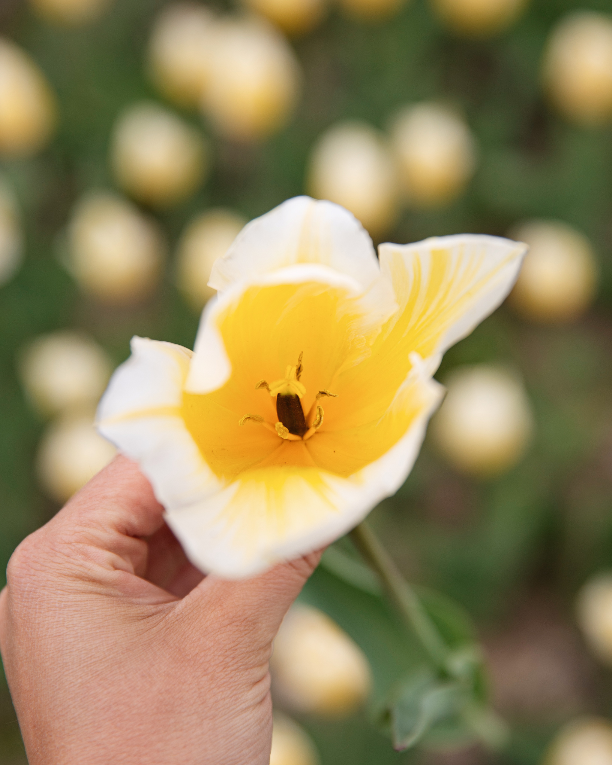 Tulp 'Sweetheart' BIO (8 stuks)