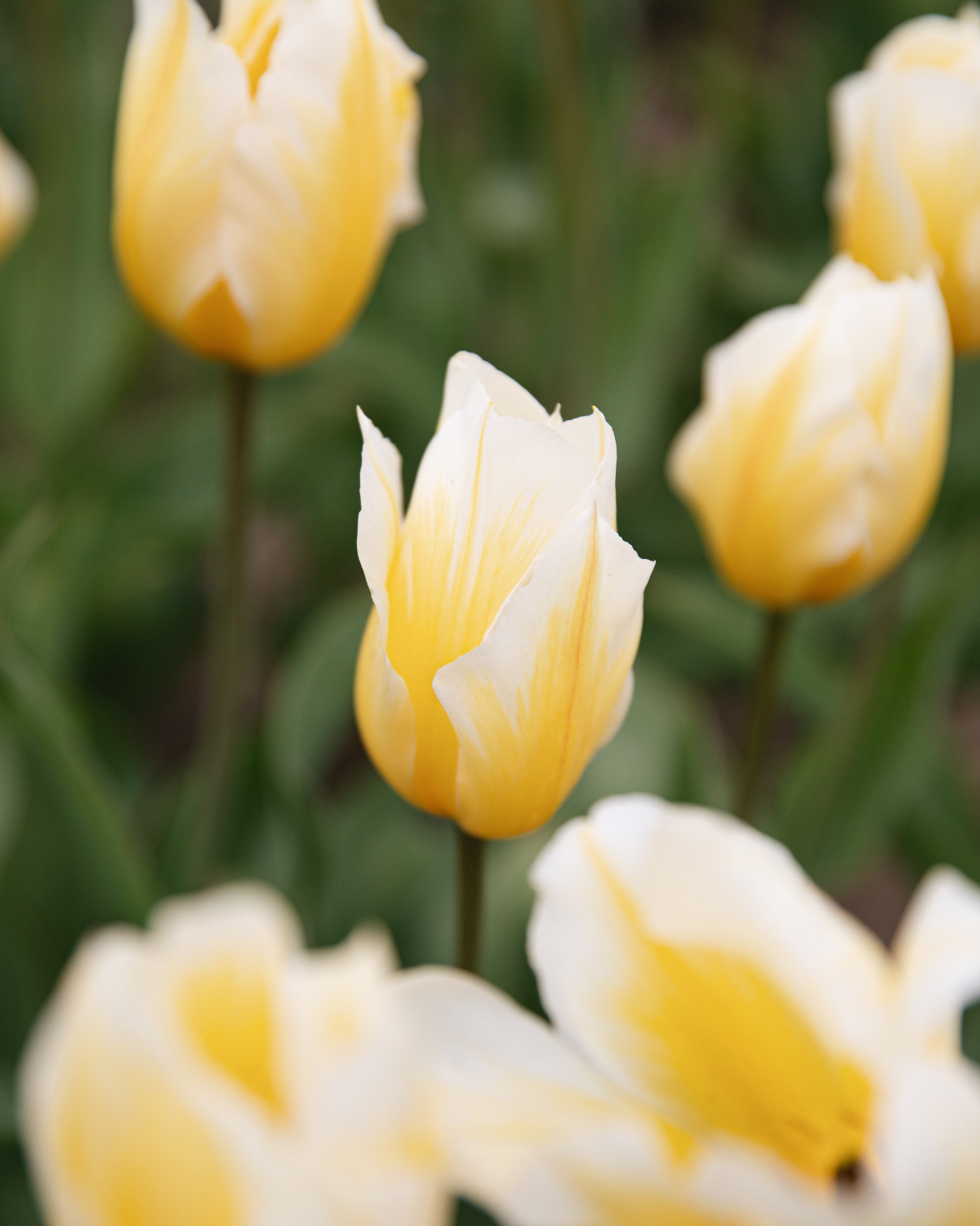Tulp 'Sweetheart' BIO (8 stuks)