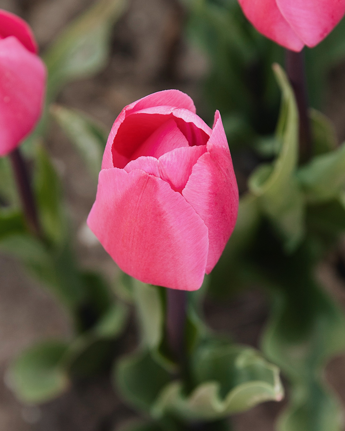 Tulp 'Tineke van der Meer' BIO (8 stuks)