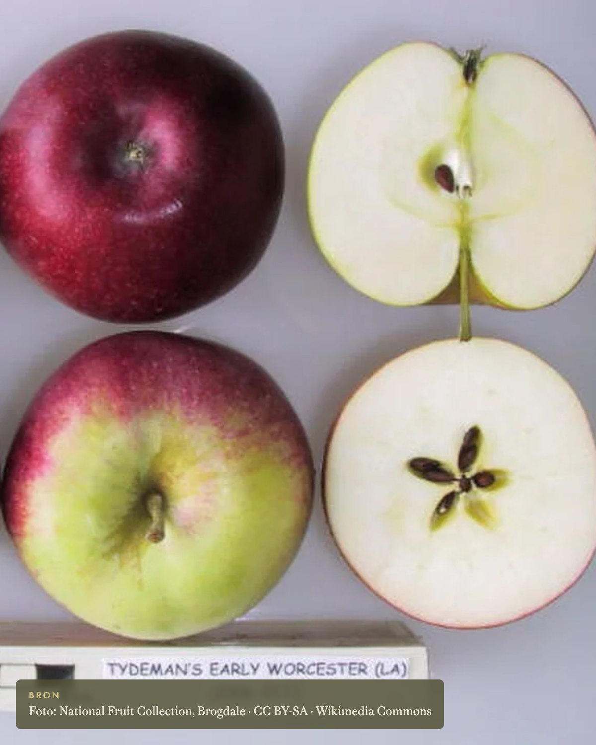 Appel 'Tydeman's Early' - appelboom De Groene Makers
