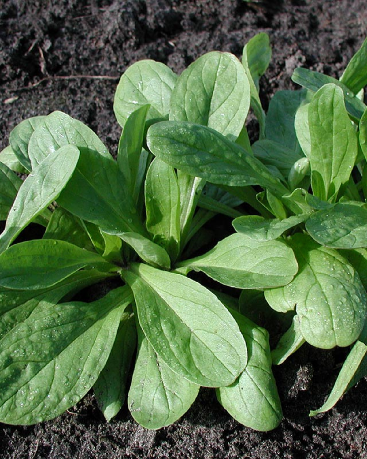 Veldsla 'Grote Noordhollandse' BIO
