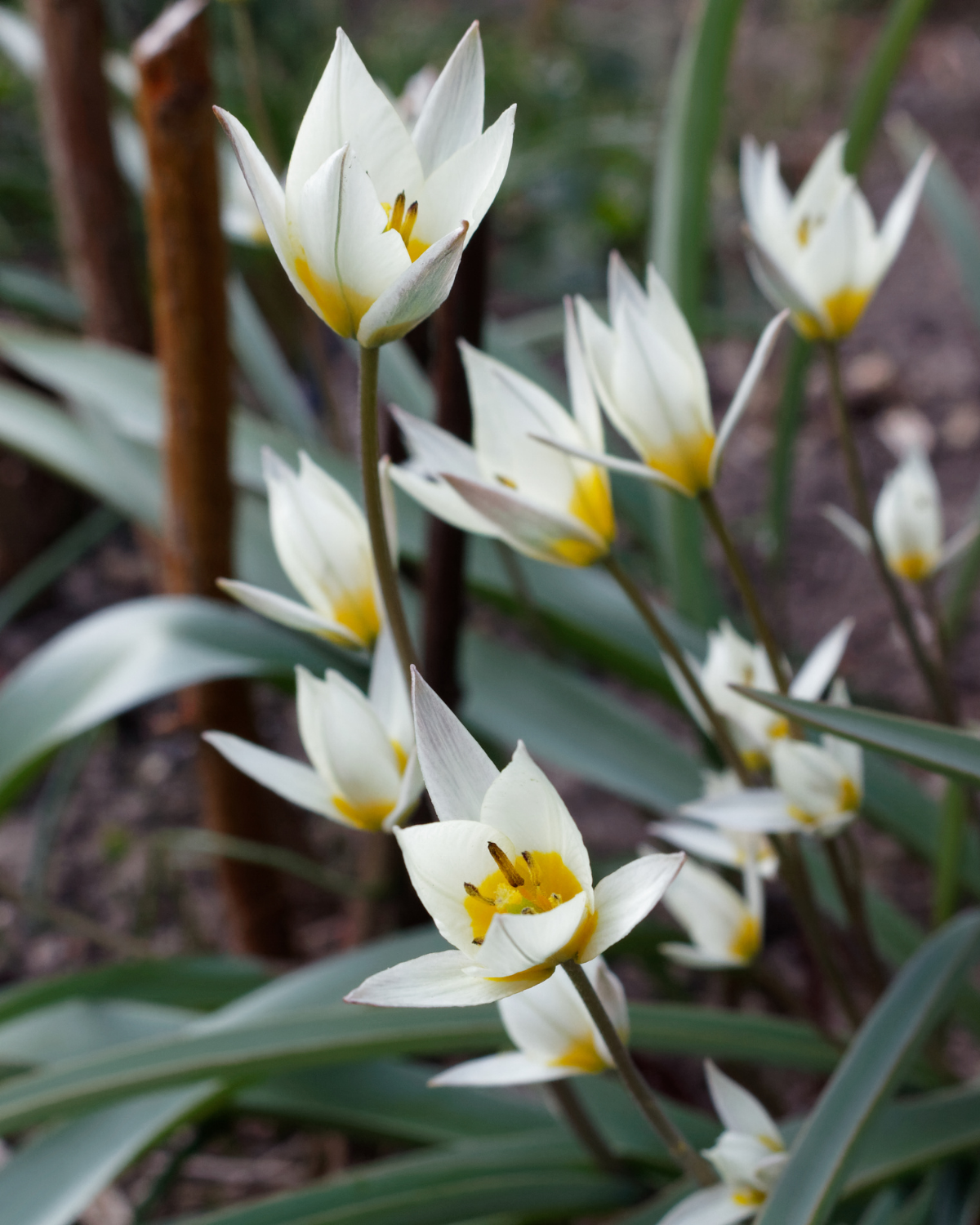 Wilde tulp (tulipa turkestanica) BIO (10 stuks)