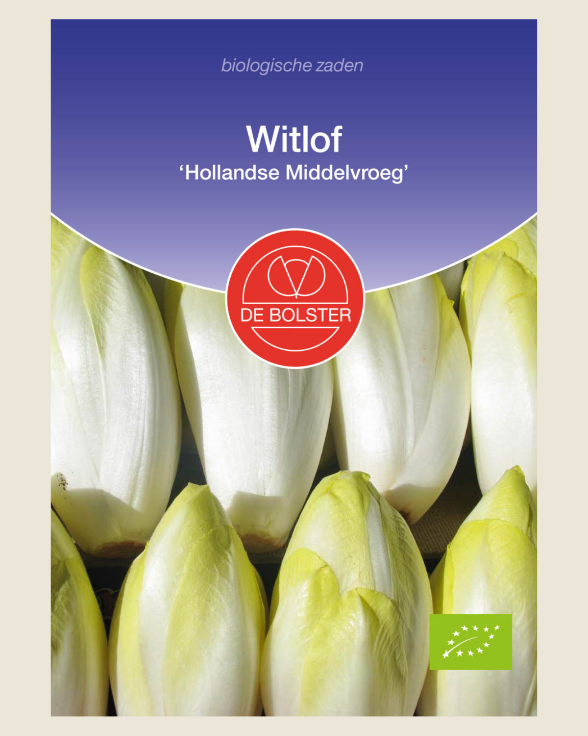 Witlof 'Hollandse Middelvroeg'