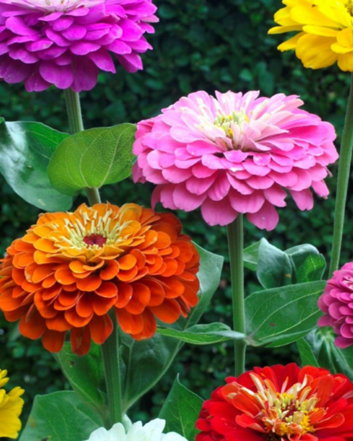 Zinnia 'Dahlia Flowered Mix' BIO
