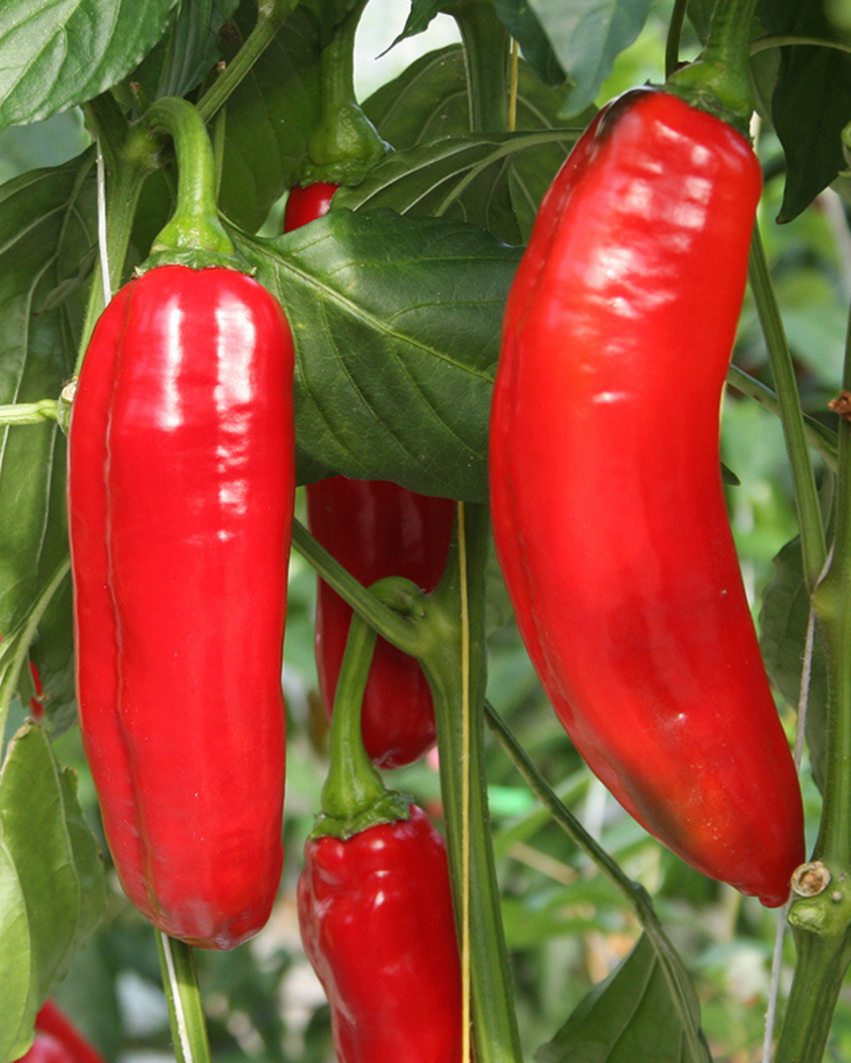 Zoetpuntpaprika 'Xaro' BIO
