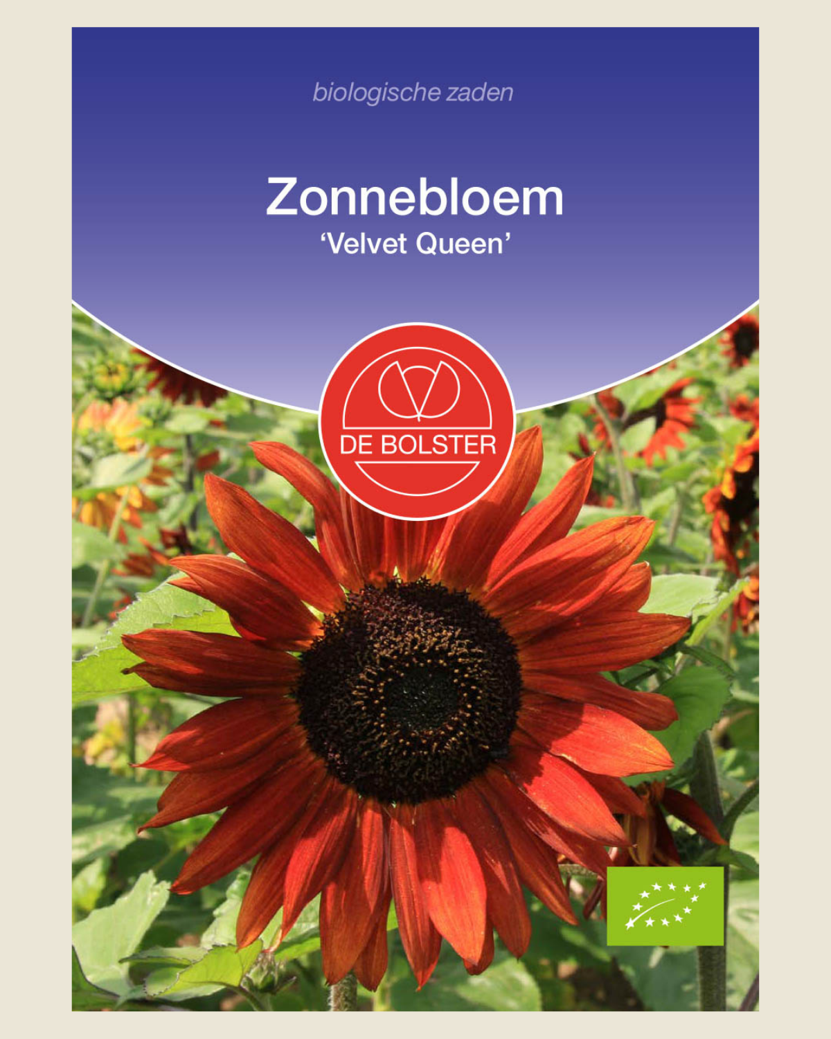 Zonnebloem 'Velvet Queen' BIO