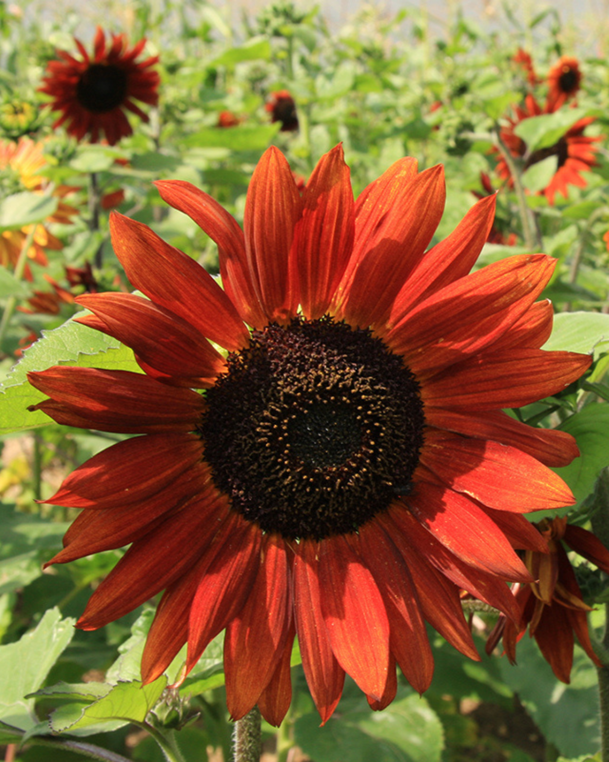 Zonnebloem 'Velvet Queen' BIO