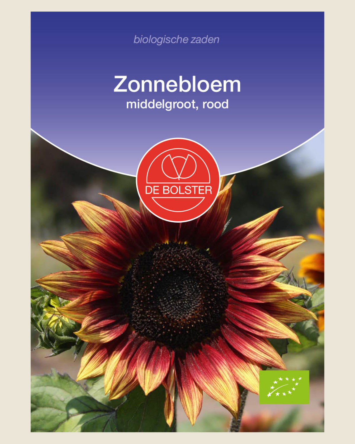 Zonnebloem, middelgroot, rood BIO