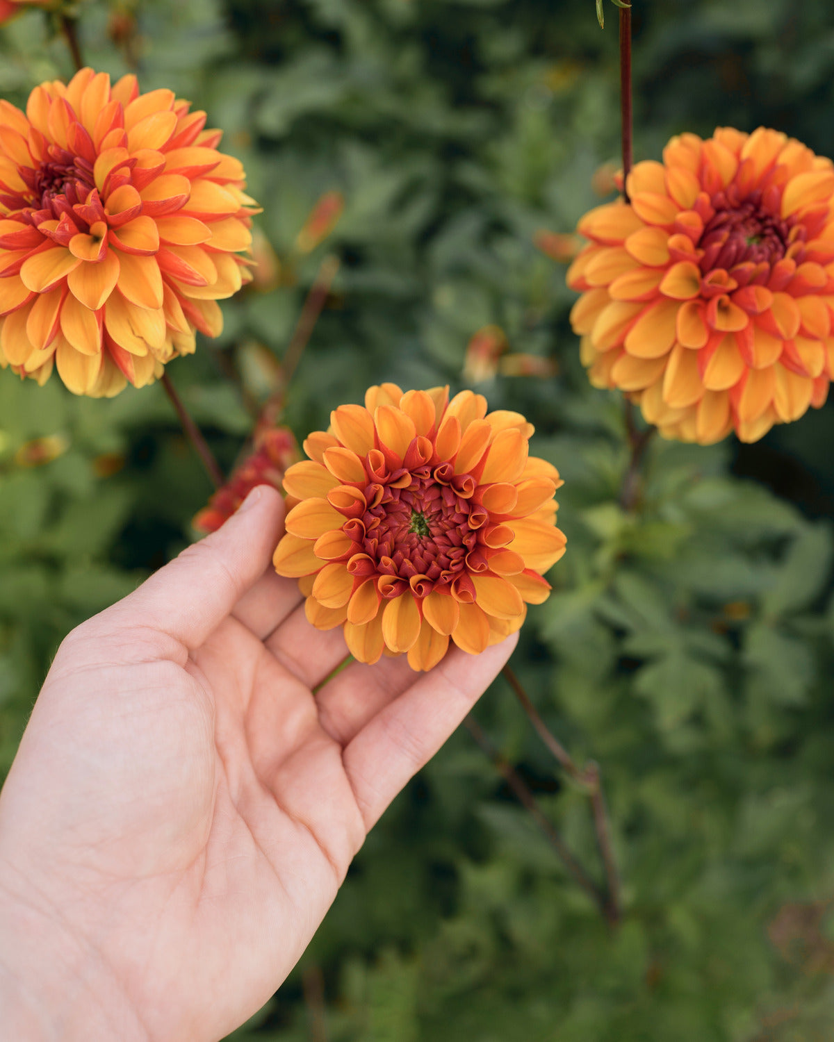 Biologische dahlia American Sunset van De Groene Makers (oranje)