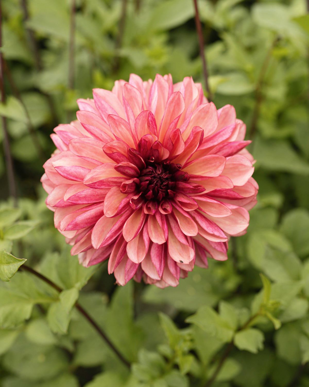 Biologische dahlia Bacardi van De Groene Makers (dofrood, geel hart)
