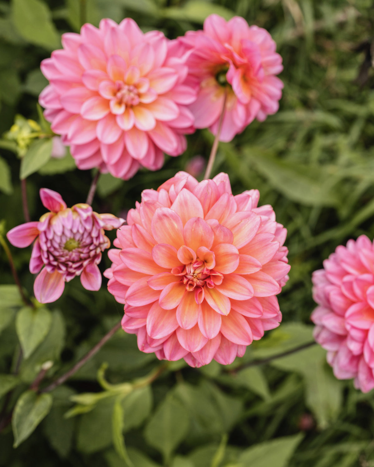 Biologische dahlia Bodille van De Groene Makers (roze)