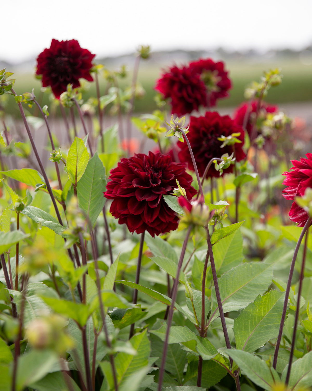 Biologische dahlia Dark Fubuki van De Groene Makers (donkerrood, gefranjerd)
