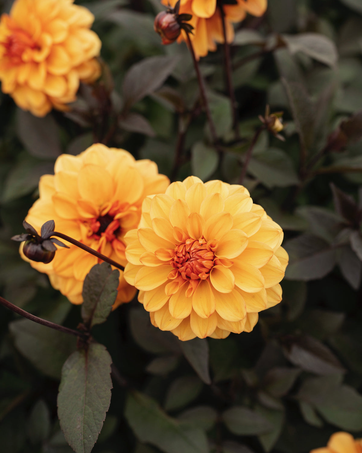 Biologische dahlia David Howard van De Groene Makers (oranje, donker blad)