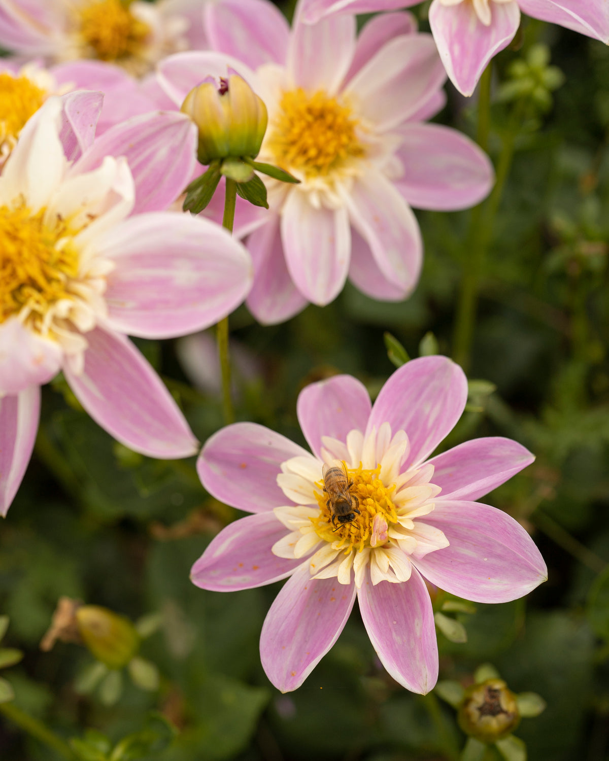Biologische dahlia Impression Famoso van De Groene Makers (lila met wit hart)