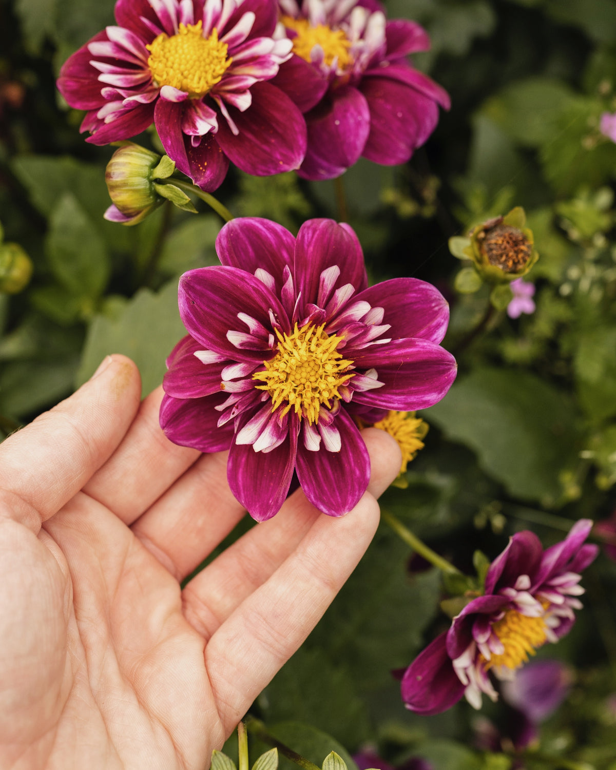 Biologische dahlia Impression Fantastico van De Groene Makers (purper met wit hart)
