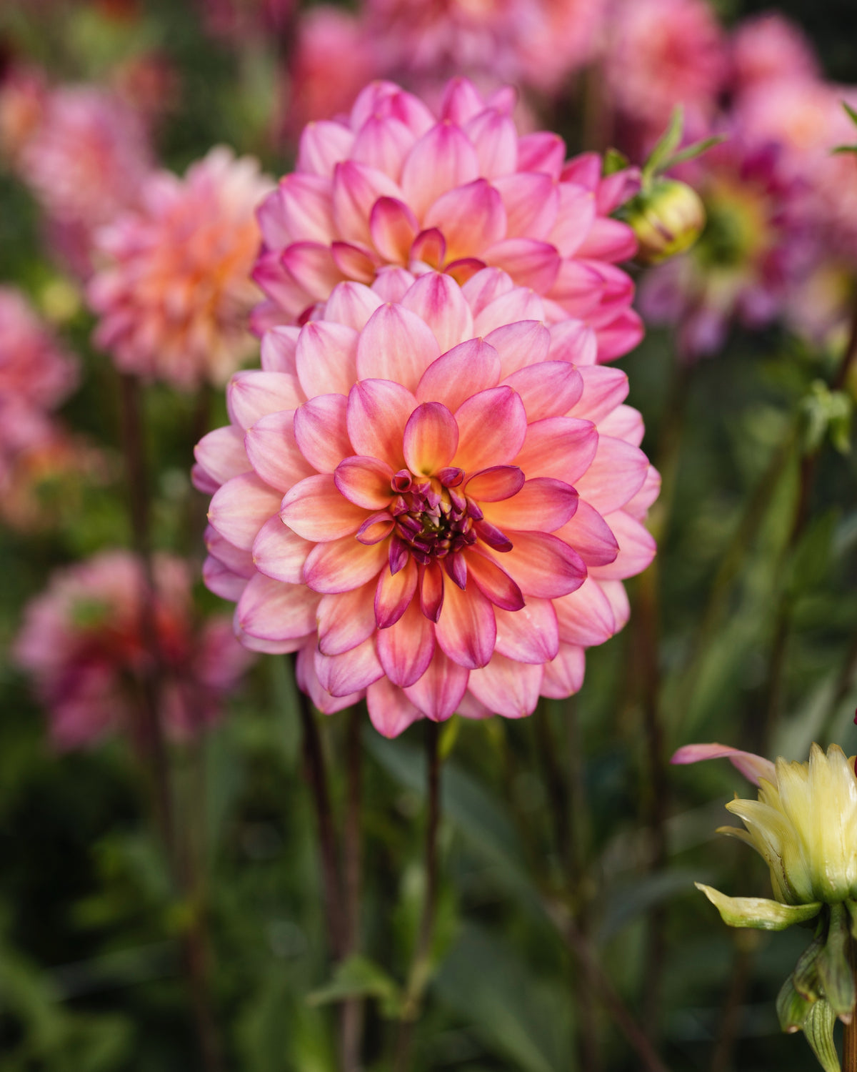 Bloem van dahlia Loe (geel hart, lila toppen)
