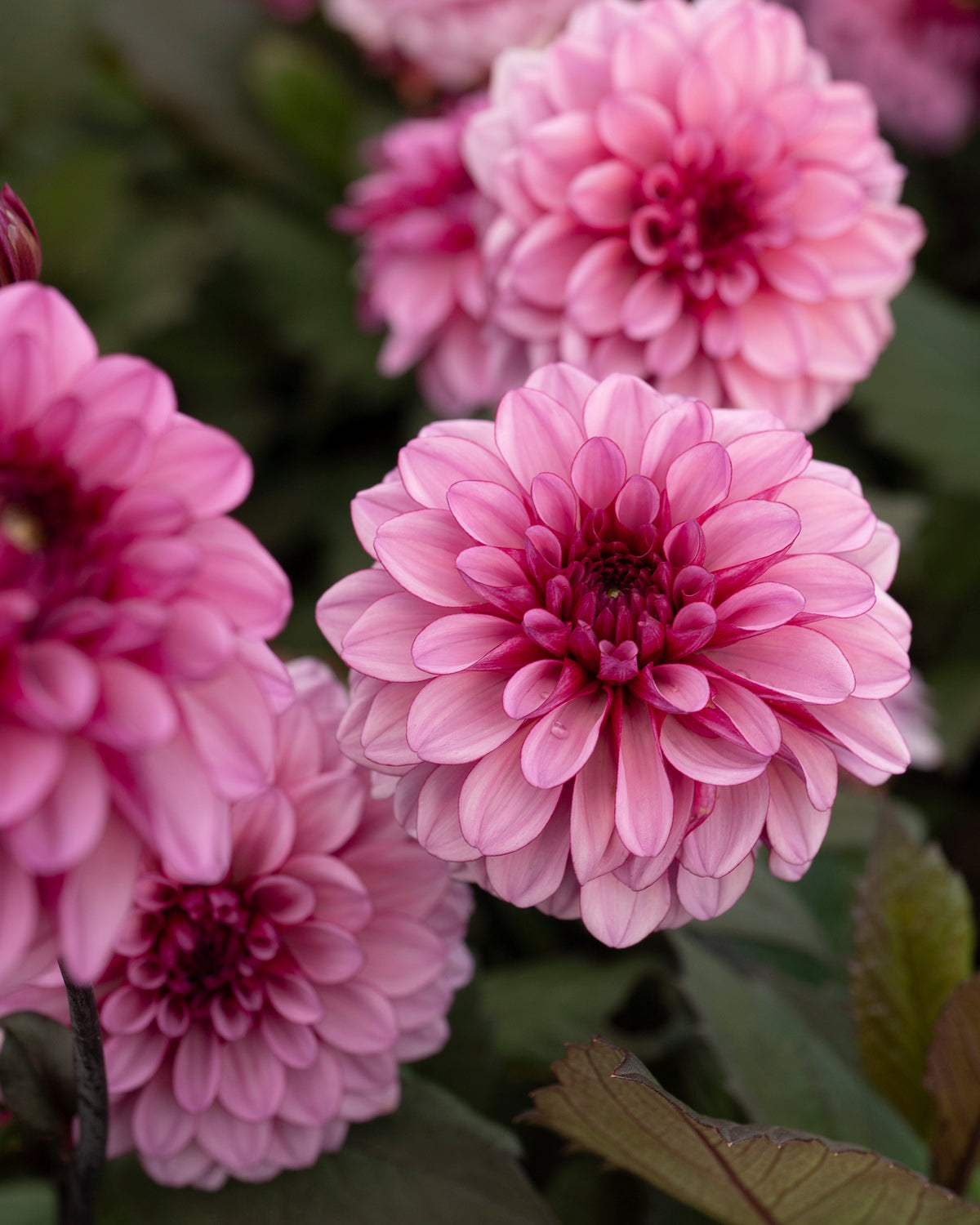 Biologische dahlia Melissa Anna Marijke van De Groene Makers (lilapaars, donker blad)
