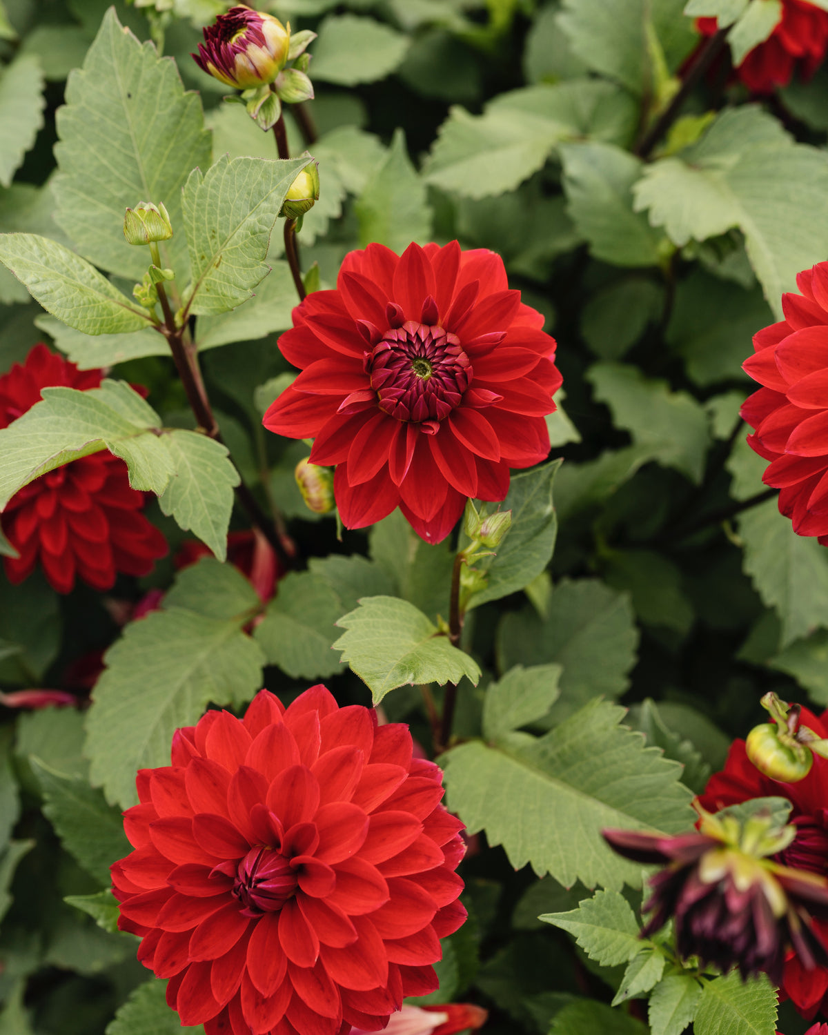 Biologische dahlia Menorca van De Groene Makers (purperrood)