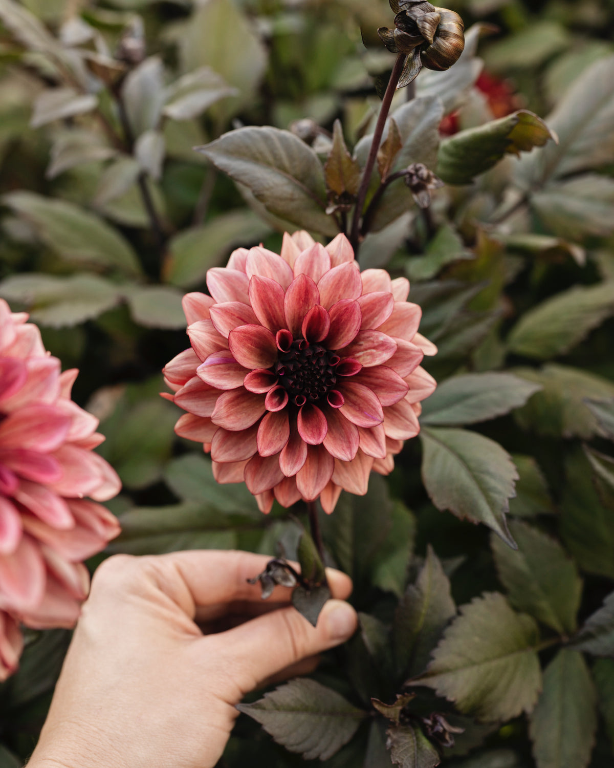 Biologische dahlia Night Silence van De Groene Makers (oudroze, geel hart)