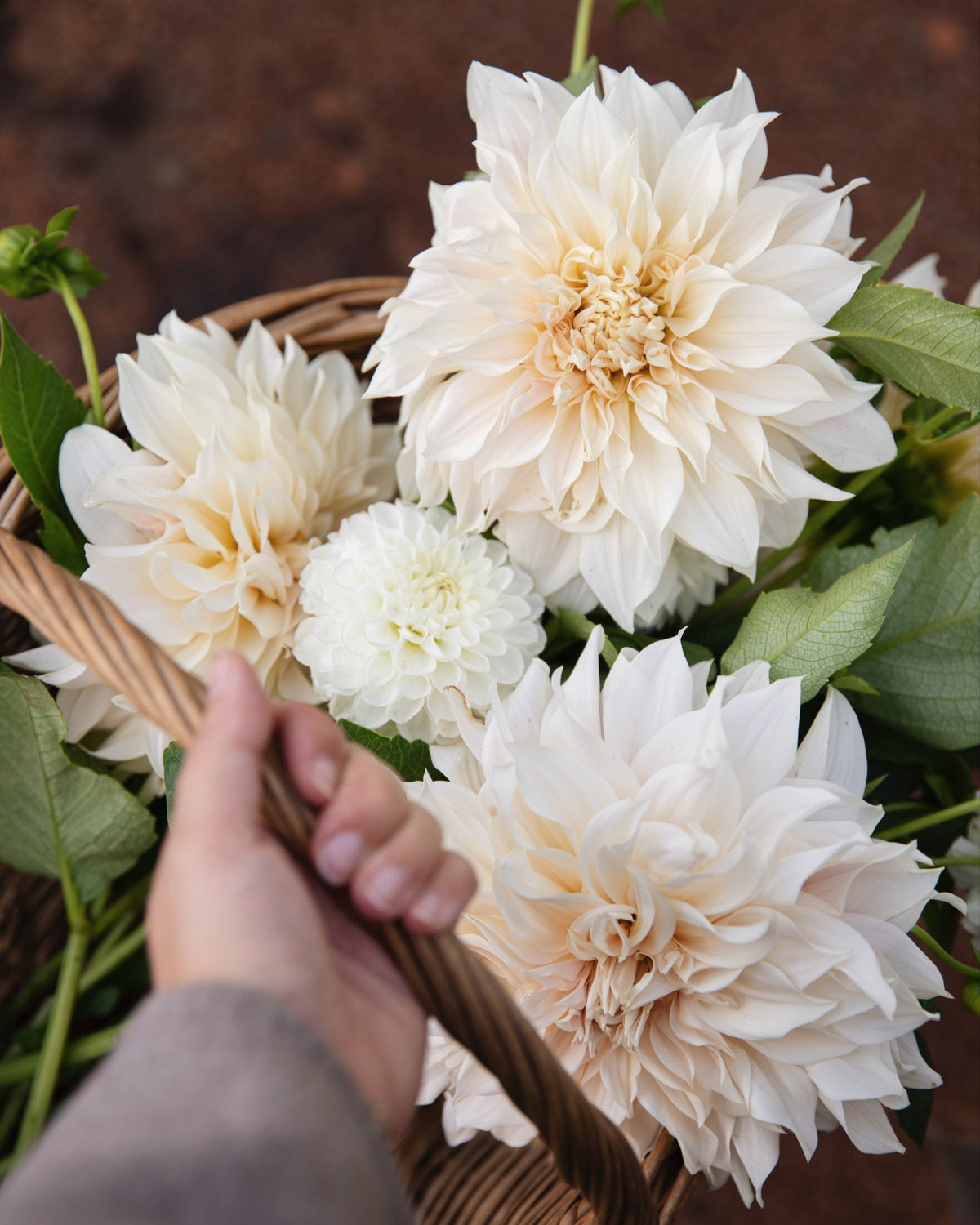 Hand draagt een mand met grote crèmekleurige dahlia's Café au Lait uit dahliapakket Maanlicht