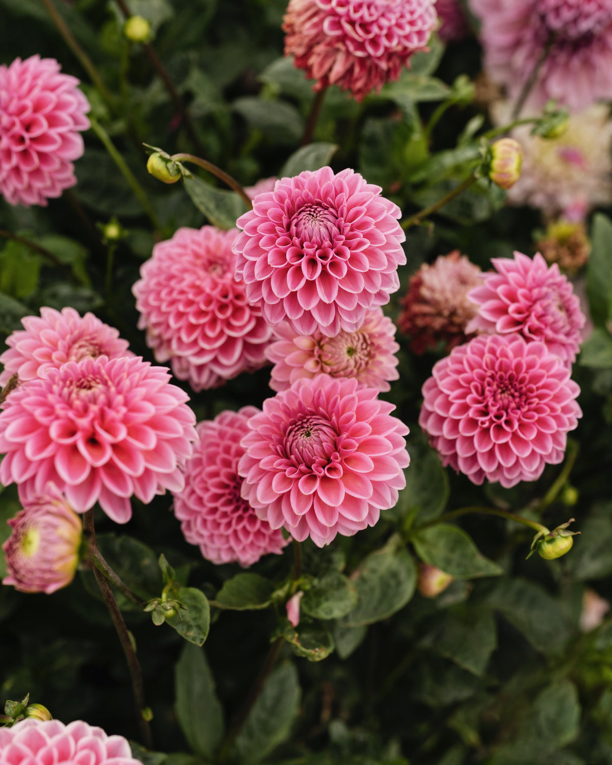 Bloem van dahlia Sandra (roze)