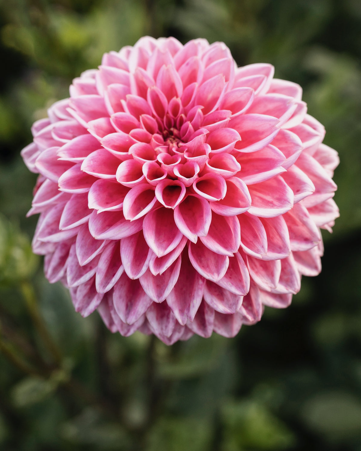 Bloeiende dahlia Sandra, biologisch geteeld (roze)