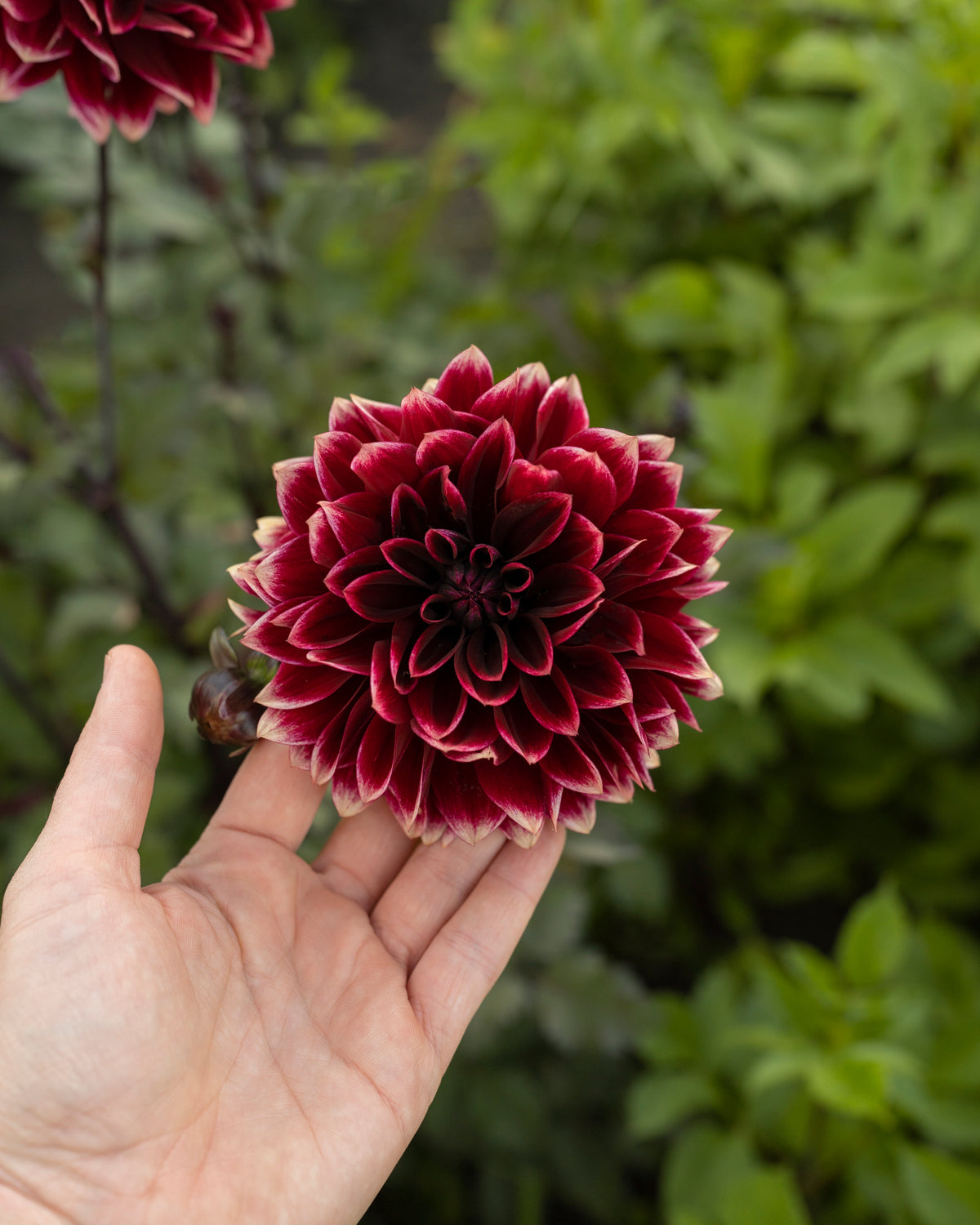 Dahlia Sissinghurst, een van de tien soorten in dahliapakket Gouden Uur