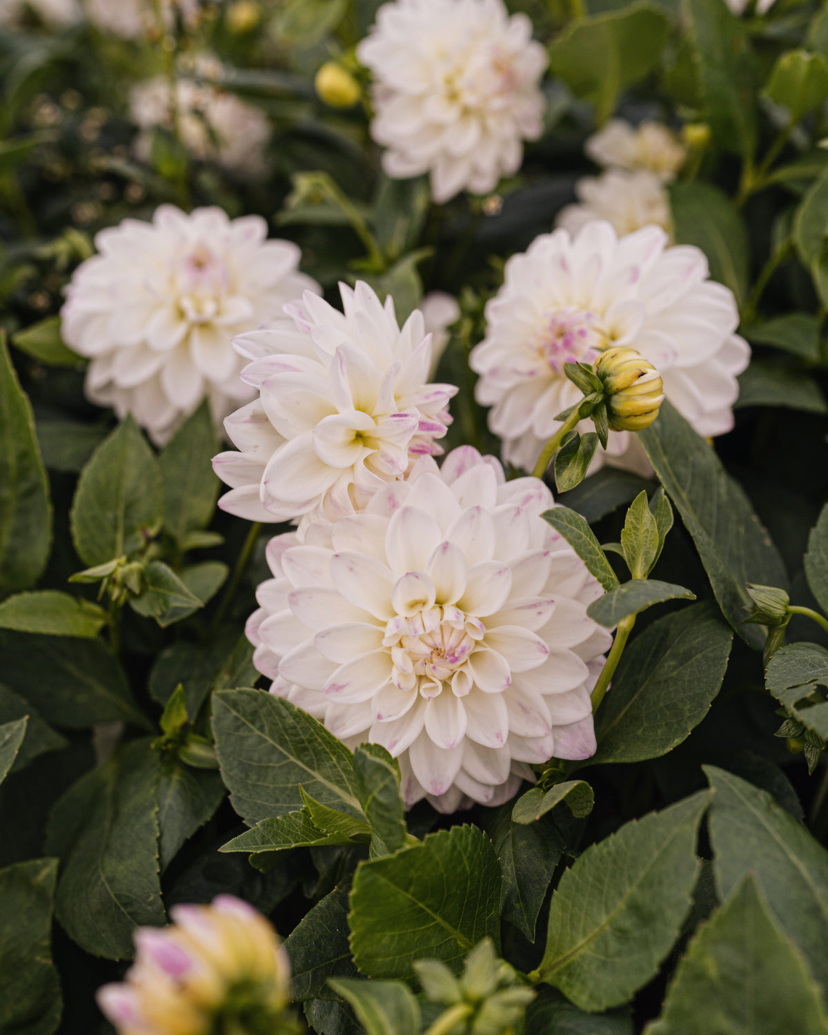 Bloeiende dahlia Wittem, biologisch geteeld (wit met lila)