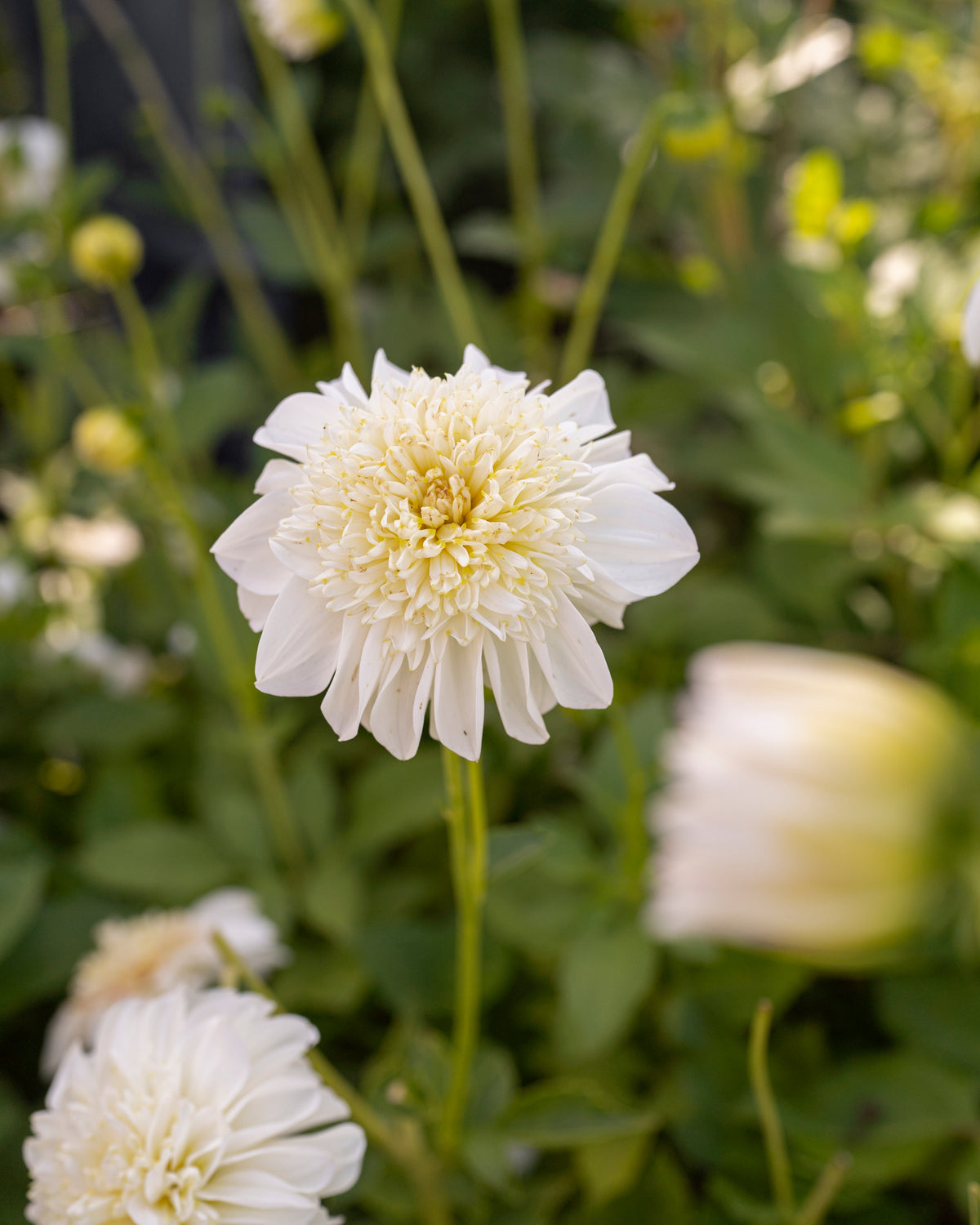 Dahlia Zahra, een van de vijf soorten in dahliapakket Maanlicht