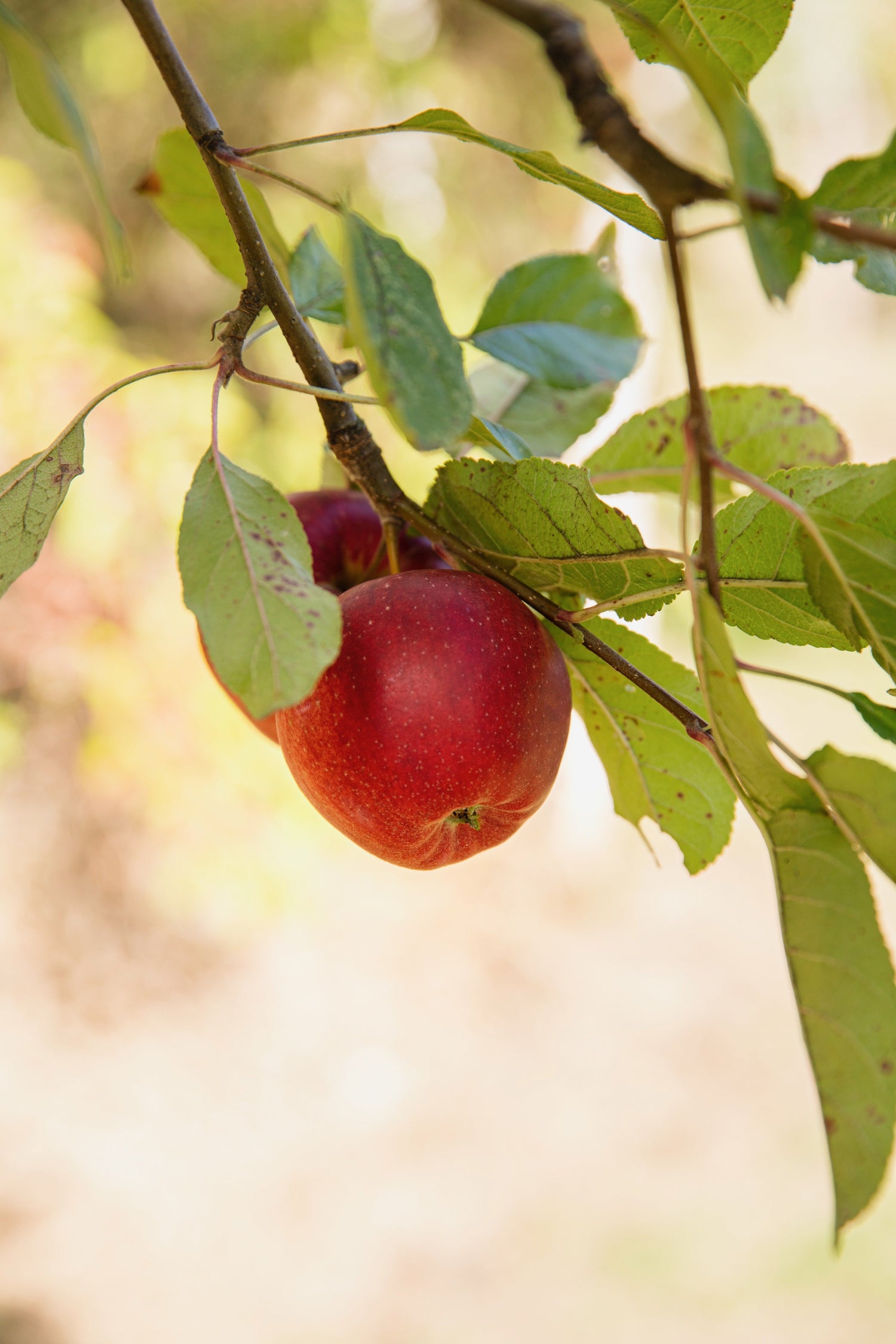 Biologisch geteelde appels aan de boom
